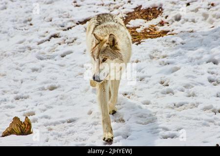 Lupo bianco che cammina attraverso la neve coperta di stampe di zampa Foto Stock