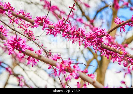 Vivaci fiori rosa che ricoprono rami di ciliegi in primavera Foto Stock