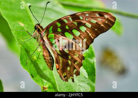 Farfalla marrone con macchie verdi sulla foglia Foto Stock