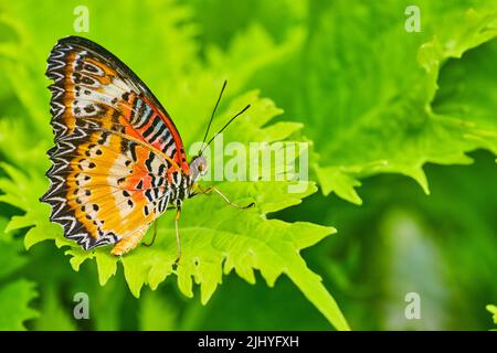 Immagine delle ali chiuse della farfalla rossa Lacewing sulle foglie verdi Foto Stock