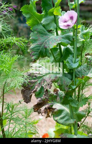 Papavero pianta con bruciato calore croccante danno su foglie marroni che crescono nel terreno secco giardino luglio 2022 termoonda Galles Regno Unito Gran Bretagna KATHY DEWITT Foto Stock