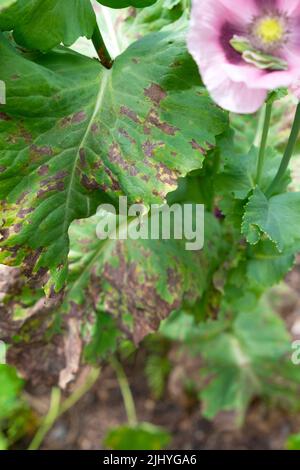 Papavero pianta con bruciato calore croccante danno su foglie marroni che crescono nel terreno secco giardino luglio 2022 termoonda Galles Regno Unito Gran Bretagna KATHY DEWITT Foto Stock