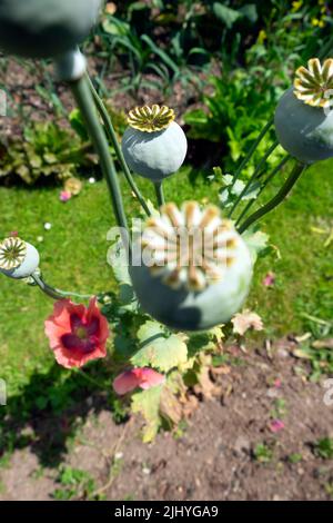 Papavero pianta papaver orientale teste di seme danno termico foglie marroni che crescono nel giardino di suolo asciutto luglio 2022 caldo Galles Regno Unito Gran Bretagna KATHY DEWITT Foto Stock