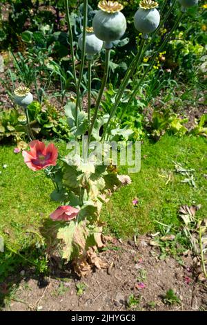 Papavero pianta papaver orientale bruciato calore croccante danno foglie marroni che crescono nel terreno asciutto giardino luglio 2022 caldo Galles Regno Unito Gran Bretagna KATHY DEWITT Foto Stock