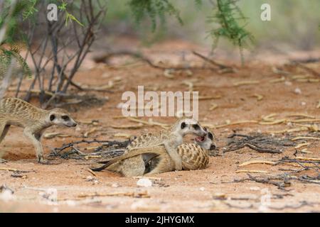 Cute meerkat bebè (Suricata suricatta) lotta. Kalahari, Transfrontier National Park, Sudafrica Foto Stock