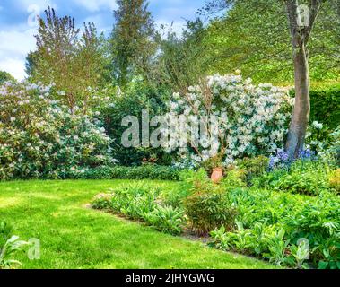 Lussureggianti alberi verdi, fiori e foglie che crescono in un cortile tranquillo. Splendidi cespugli di rododendro americano in un giardino tranquillo. Bellezza serena nella natura Foto Stock