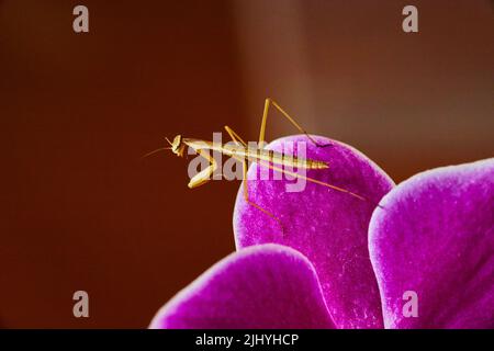 Piccolo bambino prega mantis poggiato su petali rosa orchidea Foto Stock