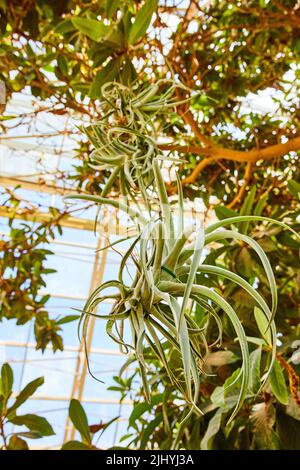 Particolare di pianta succulenta appesa all'interno della serra Foto Stock