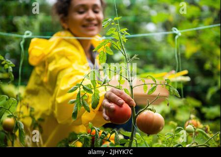 Focus sulle mani di una donna sfocata giardiniere agronomo, in giallo impermeabile, raccolta di pomodori maturi nella fattoria ecologica Foto Stock