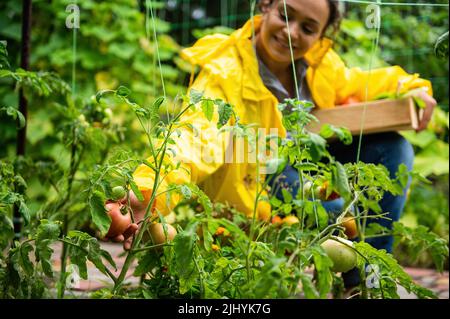 Concentratevi su un pomodoro maturo nelle mani di una donna contadina in impermeabile giallo, raccogliendo il raccolto di pomodori nella fattoria ecologica Foto Stock