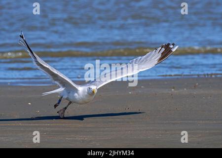Gabbiano di aringa europeo (Larus argentatus) che decollo dalla spiaggia sabbiosa lungo la costa del Mare del Nord in estate Foto Stock