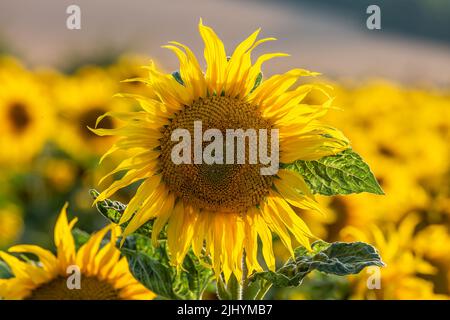 Un primo piano di un vivace girasole giallo nella campagna del Sussex, in una giornata estiva soleggiata Foto Stock
