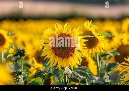 Un campo di girasoli nel South Downs in Sussex, con una profondità di campo poco profonda Foto Stock