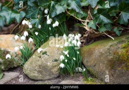 Primo piano di neve bianca pura o galanthus fiori in fiore in una giornata di sole in primavera. Pianta bulbosa, perenne ed erbacea dalle amarilidacee Foto Stock