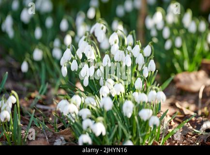 Fiori bianchi di goccia di neve che crescono su un aiuole in un giardino sul cortile in estate. Galanthus nivalis piante fiorite che iniziano a fiorire e fiorire in un Foto Stock