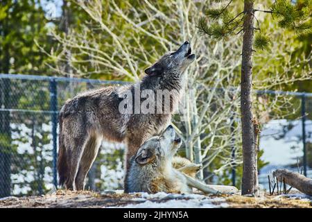 Due lupi in parco su rocce che urlano insieme Foto Stock