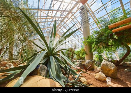 Piante desertiche in serra con tetto in vetro Foto Stock