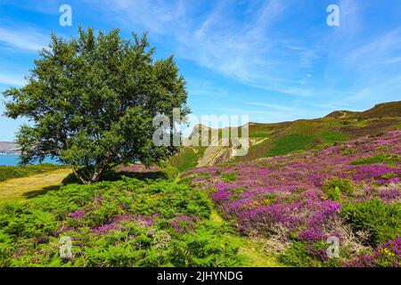 Erica viola e tempo estivo soleggiato sulla costa del Galles del Nord, vicino a Llandudno e Rhyl, Passo di Sychnant Foto Stock