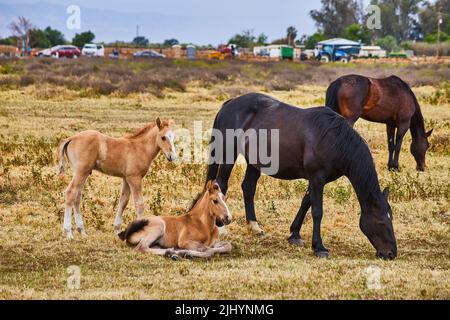 Due volpi e due grandi cavalli marroni in grande campo Foto Stock