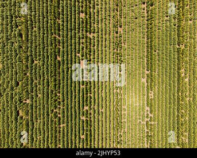 Vista dall'alto aerea dei campi di girasoli. Foto scattata tramite un drone. Foto Stock