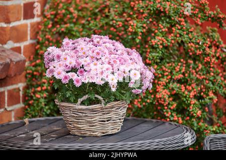 Bellissimi fiori a margherita, piantati in un cestino di vimini in un giardino sul retro. Teste di fiore rosa che sbocciano e sbocciano all'esterno. Fioritura selvaggia Foto Stock