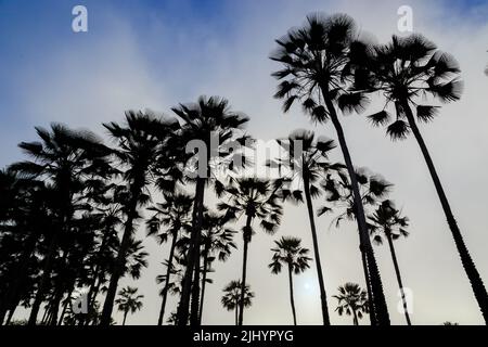 carnauba palma o carnaubeira o copernicia prunifera - palmtree nativo del brasile nord-orientale Foto Stock