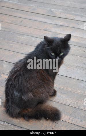 Gatto vagabondante nero con pelliccia sporca sulla strada guardando qualcosa Foto Stock