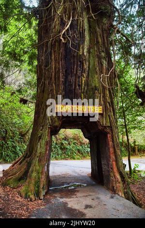 Puoi guidare la tua auto attraverso questa sequoia in California Foto Stock