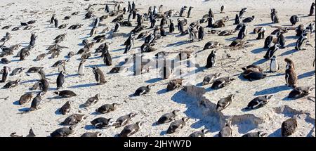 Una pinguina rilassante al sole a Città del Capo, Sud Africa. Un gruppo di animali selvatici che godono del calore in una tranquilla giornata di sole. Molti uccelli Foto Stock