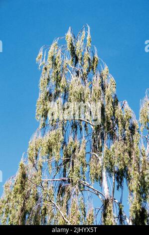 Un albero fotografato contro il cielo azzurro chiaro Foto Stock