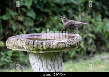 Giovane Starling Sturnus vulgaris che si posano sul bordo di un bagno di uccelli giardino per bere acqua durante una calda giornata estiva Foto Stock