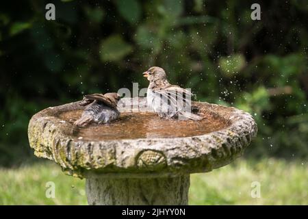 Due giovani casa passeri domestici spruzzi in un bagno di uccelli giardino a metà estate nel West Yorkshire Regno Unito Foto Stock