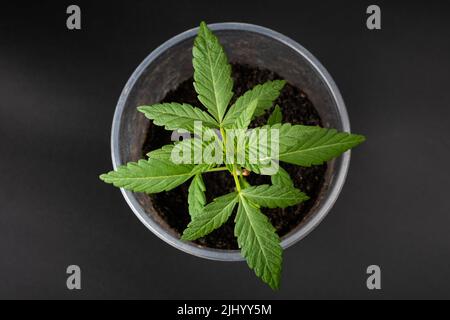 germoglio di cannabis verde in un bicchiere, pianta di marijuana giovane su sfondo scuro. Foto Stock