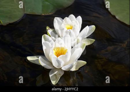 Ninfee in fiore durante l'estate sul Loch Lomond Foto Stock
