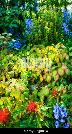 Giardino colorato con piante e fiori diversi per spazio copia. Cortile con campanili luminosi, felci verdi e foglie di bracella in crescita Foto Stock