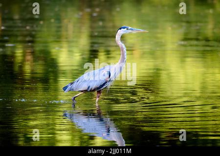 Great Blue Heron camminando attraverso acque poco profonde a caccia di pesci. Foto Stock