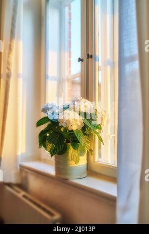 Un vaso di Bigleaf Hydrangeas fresco disposto ordinatamente su una finestra. Bei fiori bianchi contro la luce solare morbida in una casa. Petali decorativi e foglie Foto Stock