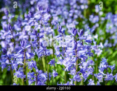 Un campo di fiori di Bluebell che fioriscono all'aperto in un parco in una giornata di primavera. Belle piante viola vibranti che crescono in un verde cespuglio fuori in un parco in Foto Stock