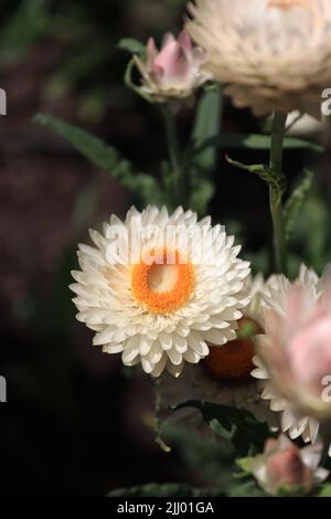Fiore di Ammobium fotografato in un giardino locale Foto Stock