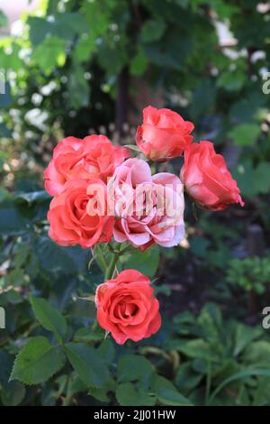 Bouquet di rose rosse e rosa fotografate in una riserva naturale Foto Stock