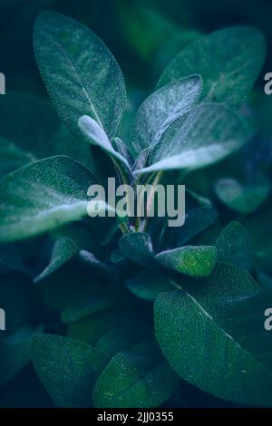 Primo piano della pianta di salvia. Foto di alta qualità Foto Stock