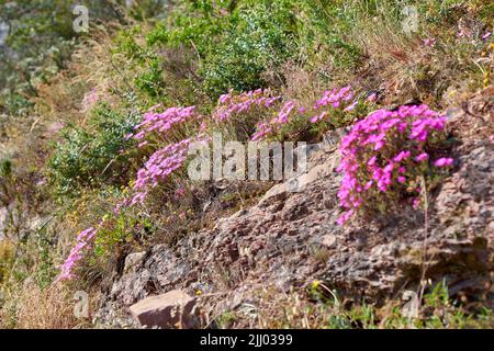 Belle piante di ghiaccio e verdi e lussureggianti cespugli che crescono pacificamente su una montagna a Città del Capo. Grande area di deserto in paesaggio rurale con Foto Stock