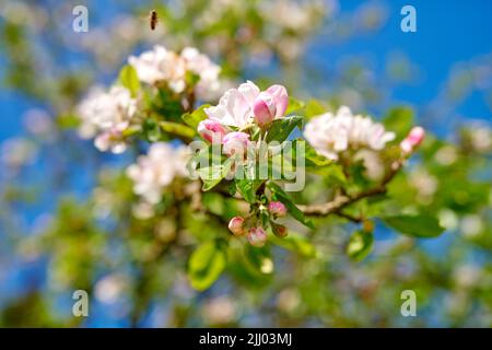Vista ad angolo basso dei fiori bianchi che crescono su un gambo di melo e che fioriscono con sfondo sfocato del bokeh. Gruppo di delicate piante di primavera fresche Foto Stock