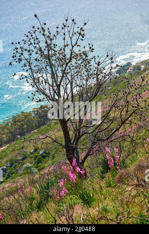 Vista panoramica di alberi, fiori e arbusti verdi su una ripida collina di montagna con sfondo oceano. Bel paesaggio di erba selvaggia e piante in crescita Foto Stock