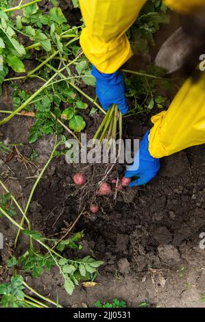 Vista dall'alto. Le mani del giardiniere in guanti blu tengono la patata appena scavata mentre scavando su un cespuglio crescente della patata nella fattoria organica Foto Stock