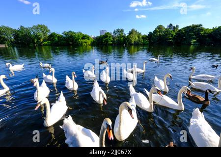 Cigni sullo stagno di Snaresbrook, Wanstead, Londra E11 Foto Stock