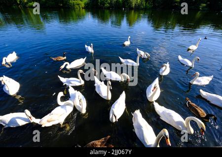 Cigni sullo stagno di Snaresbrook, Wanstead, Londra E11 Foto Stock