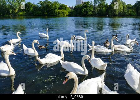 Cigni sullo stagno di Snaresbrook, Wanstead, Londra E11 Foto Stock