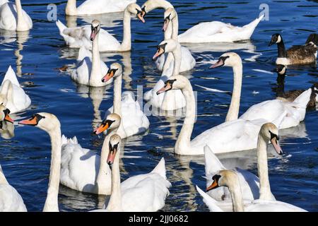 Un gruppo di cigni a Snaresbrook Pond, Wanstead, Londra E11 Foto Stock