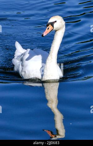 Nuoto singolo cigno sul lago a Snaresbrook, vicino Wanstead, Londra E11 Foto Stock